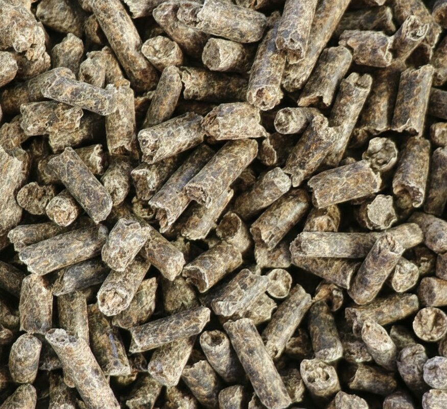 Pulpe de betterave granulée