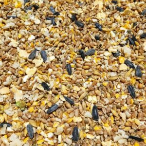 Mélange Poules pondeuses