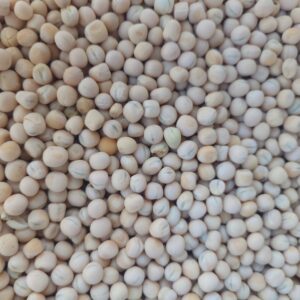 Gros plan de nombreuses graines de soja beige clair disposées en vrac.