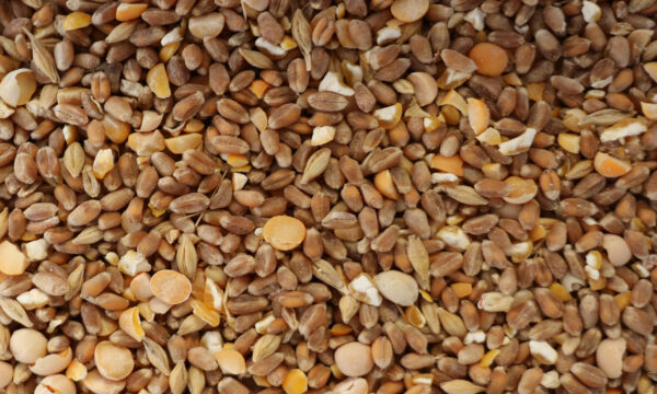 lentilles, blé, maïs concassé en vrac.