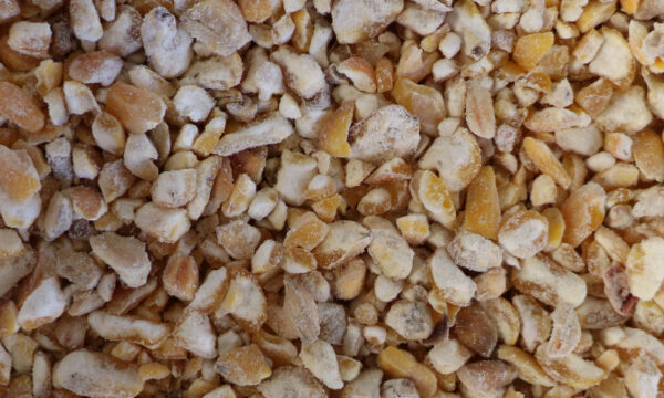 Grains de maïs concassés jaunes pâles avec texture irrégulière et surfaces poudreuses.