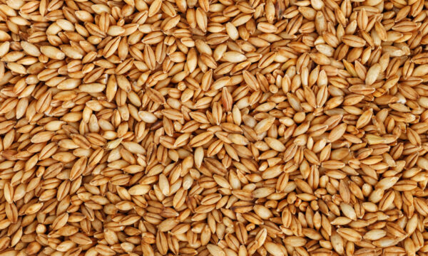 Golden cereal grains filling the entire image, creating a dense natural texture.