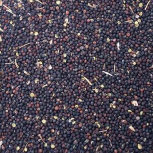 Graines de moutarde noire avec débris végétaux et petites impuretés visibles.