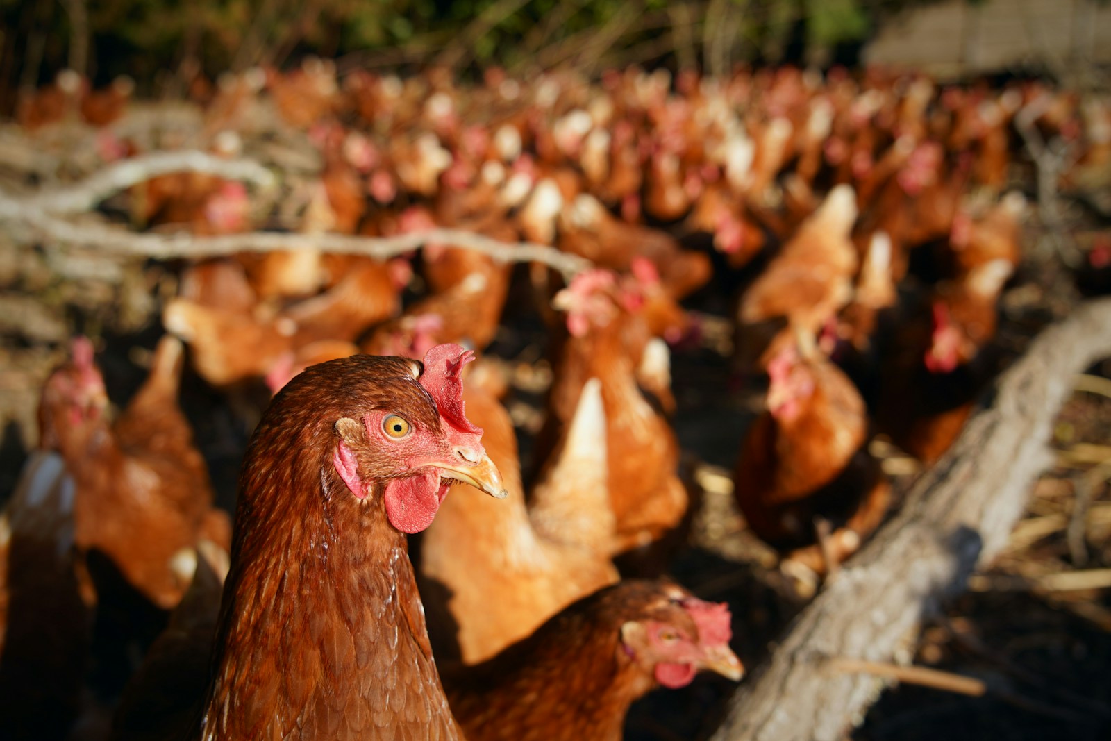 Poules Rousses en Enclos Extérieur Groupe de poules rousses dans un enclos extérieur avec une en avant-plan.