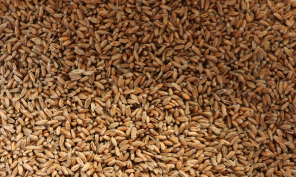 Tas dense de grains céréaliers bruns, possiblement blé ou orge, couvrant l'image entière.
