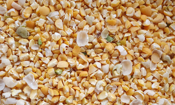 Mélange de grains de maïs concassés jaunes et blancs, fragments de tailles variées.